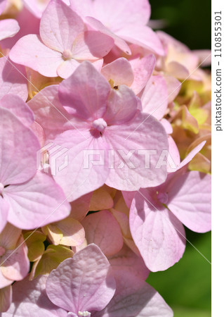 beautiful soft pink hydrangea blossom background at sunny day. macro beautiful soft pink hydrangea blossom background at sunny day. macro 110855301