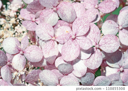 beautiful  blossom  of pink hydrangea at sunny day. close up 110855308