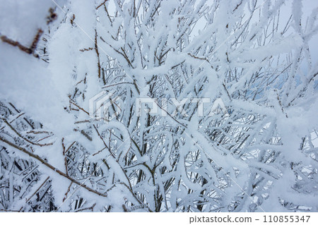 Cold winter background with frost covered branches Cold winter background with frost covered branches 110855347