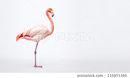 Flamingo  110855360