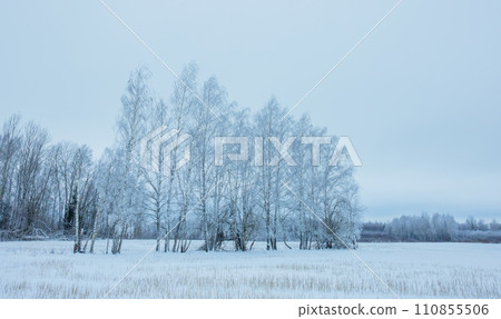 Cold winter background with frost covered forest Cold winter background with frost covered forest 110855506