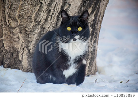 funny striped hunter cat sits on a fence and watches funny striped hunter cat sits on a fence and watches 110855889