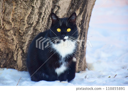 funny striped hunter cat sits on a fence and watches funny striped hunter cat sits on a fence and watches 110855891