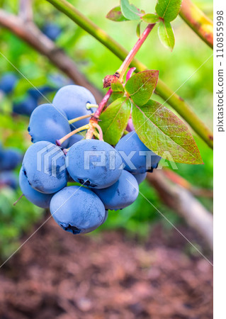 Blueberries. A bunch of large ripe berries in close-up. Vertical photo 110855998