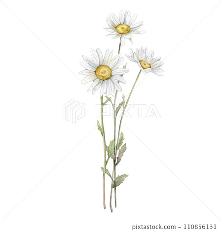 Watercolor Daisy. Hand drawn illustration of Chamomile. bouquet of white blossom flowers on isolated background. Drawing botanical clipart invitation cards. Hand painted summer rustic wildflowers. 110856131