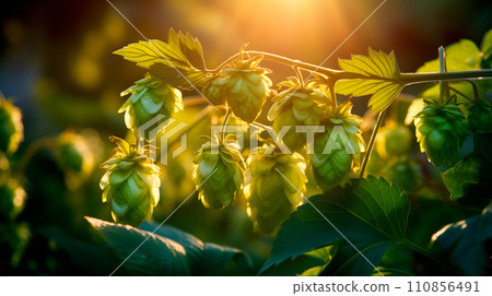 Macro closeup of green ripe hop cones on field with sunlight. Branch of hop cones for making beer and bread 110856491