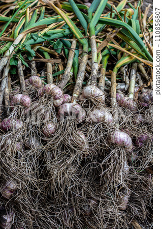 Organic garlic on a heap. Harvest in the field. Close-up. Vertical photo. 110856807