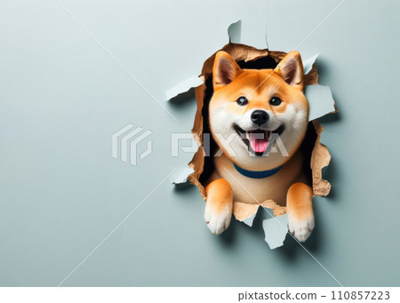 illustration of a hole in the wall so of course the happy shiba inu dog is looking through it illustration of a hole in the wall so of course the happy shiba inu dog is looking through it 110857223