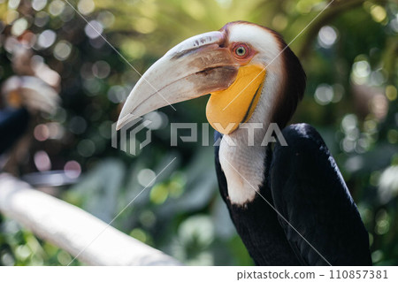 The wreathed hornbill Rhyticeros undulatus, also called bar-pouched wreathed hornbill 110857381