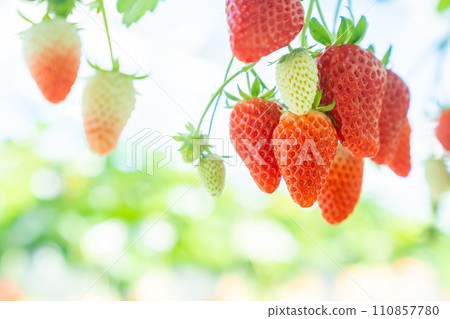 草莓採摘，草莓採摘，草莓採摘，水果採摘，水果採摘 110857780