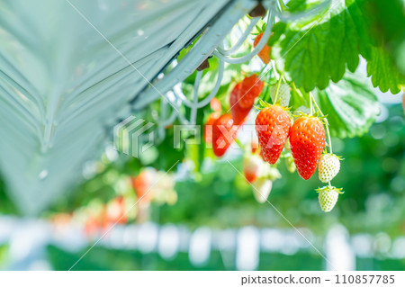 strawberry picking, strawberry picking, strawberry picking, fruit picking, fruit picking strawberry picking, strawberry picking, strawberry picking, fruit picking, fruit picking 110857785