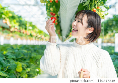 A woman picking strawberries A woman picking strawberries A woman picking strawberries A woman picking strawberries 110857836