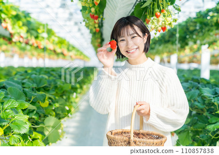 A woman picking strawberries A woman picking strawberries A woman picking strawberries A woman picking strawberries 110857838
