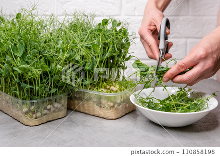 Fresh and vibrant pea sprouts, meticulously hand-trimmed Fresh and vibrant pea sprouts, meticulously hand-trimmed 110858198