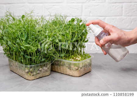 Freshly harvested microgreens, vibrant and lush, lie ready for culinary use. 110858199