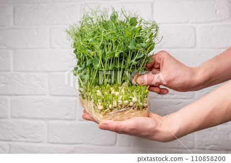 Handheld lush green pea sprouts, the epitome of garden freshness 110858200