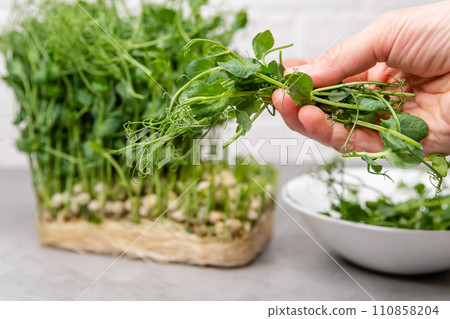 Vibrant pea shoots freshly harvested, a symbol of healthy living and farming 110858204