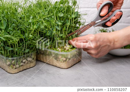This image captures the essence of urban gardening and sustainable living 110858207