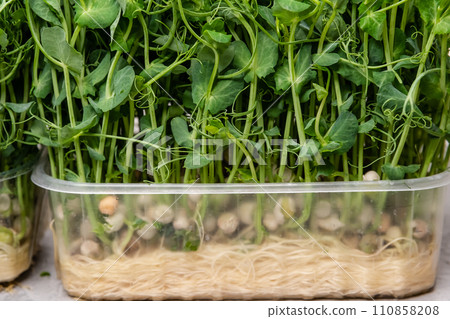 Healthy eating but also a triumph of modern indoor gardening techniques 110858208