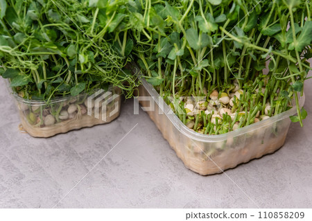 Delicate pea shoots against a modern kitchen backdrop embodies fresh 110858209