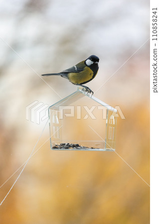 tits and sparrows, bird feeder on window. transparent cute feeder with food for wild animals. tits and sparrows, bird feeder on window. transparent cute feeder with food for wild animals. 110858241