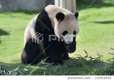 Yohama showing affection to the gallery 110858403