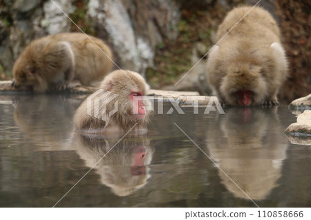 猴子公園裡的猴子在溫泉放鬆 猴子公園裡的猴子在溫泉放鬆 110858666