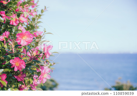 茶花與太平洋 茶花與太平洋 110859039