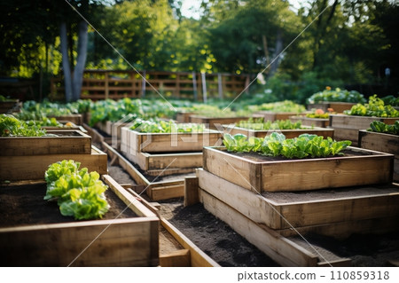 Vegetable garden in the city, wooden beds for growing vegetables, hobbies and recreation 110859318