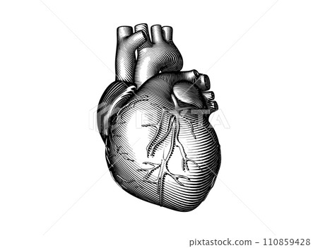 Black and white engraving human heart vector illustration Black and white engraving human heart vector illustration 110859428