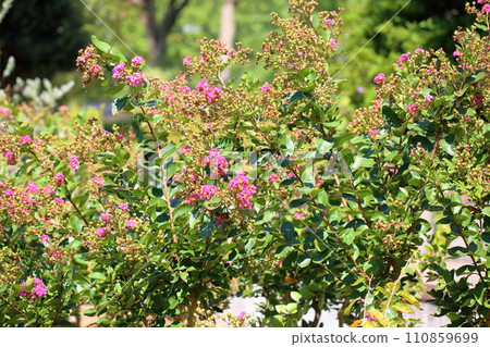 Flower of crape mybs 110859699