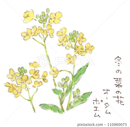 Autumn-winter plants, cruciferous flowers that bloom in winter, watercolor illustrations of autumn poem (asparagus rape) flowers 110860073