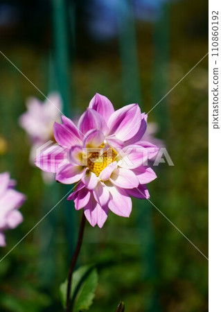 6096大麗花傀儡藍冰 110860192