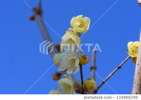 Wax plum blossoms blooming in the garden of the house Wax plum blossoms blooming in the garden of the house 110860299