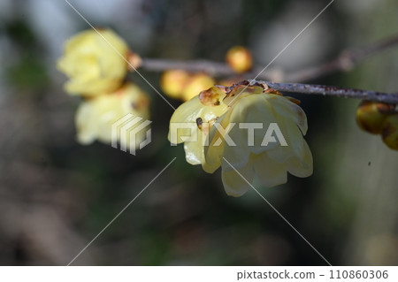 蠟梅花在房子的花園裡盛開 110860306