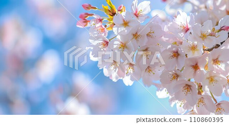 2:1 cherry blossom petal background material 02 110860395