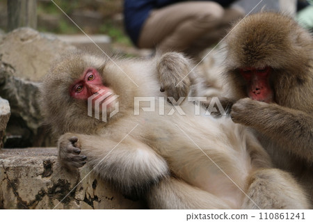 Monkeys leisurely grooming themselves at Jigokudani Monkey Park 110861241