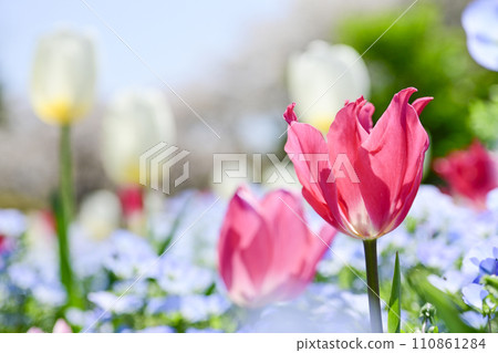色彩繽紛的粉紅色鬱金香花田 110861284