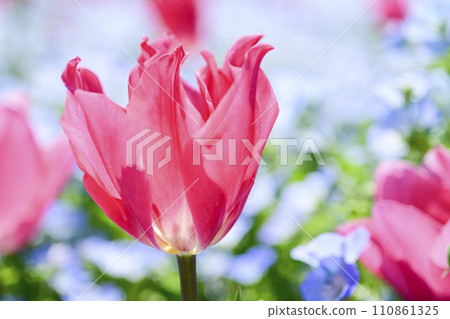 colorful pink tulip flower field 110861325