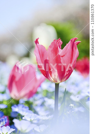 colorful pink tulip flower field 110861370