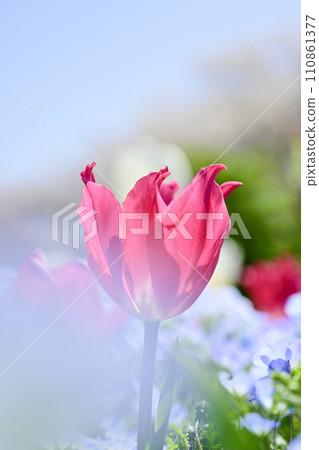colorful pink tulip flower field colorful pink tulip flower field 110861377