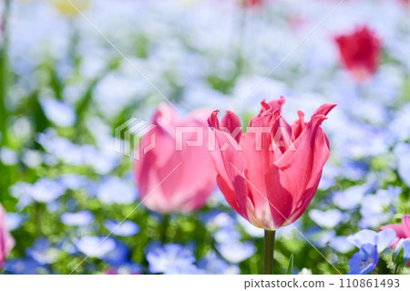 Bright and colorful pink tulip flower field 110861493