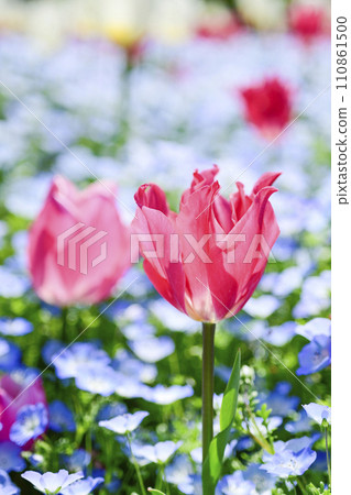 Bright and colorful pink tulip flower field 110861500