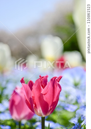 Bright and colorful pink tulip flower field 110861523