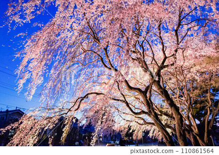 Weeping cherry tree at dusk Weeping cherry tree at dusk 110861564