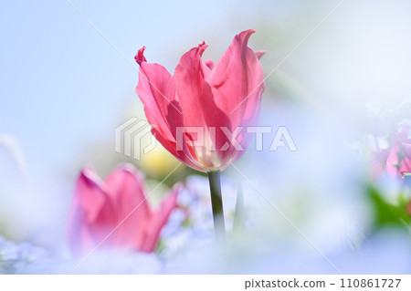 Blooming spring flower field with bright colorful pink tulips Blooming spring flower field with bright colorful pink tulips 110861727