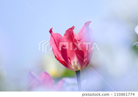 Blooming spring flower field with bright colorful pink tulips 110861774