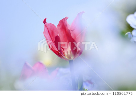 Blooming spring flower field with bright colorful pink tulips 110861775