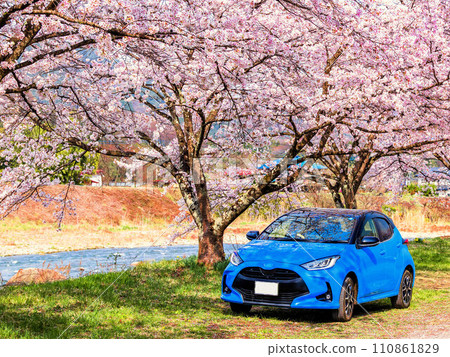 Blue Yaris and cherry blossom trees Blue Yaris and cherry blossom trees 110861829