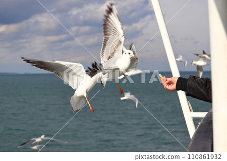 Feeding seabirds from the boat 110861932